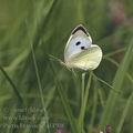 Pieris_brassicae_af4508