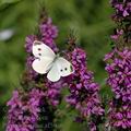 Pieris_brassicae_af5070