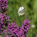 Pieris_brassicae_af5072