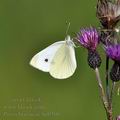 Pieris_brassicae_be0508