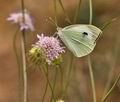 Pieris_brassicae_bt8440