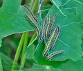 Pieris_brassicae_jg6705