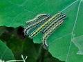 Pieris_brassicae_jg6714