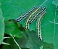 Pieris_brassicae_jg6736