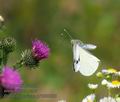 Pieris_brassicae_p7058538