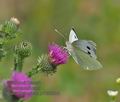 Pieris_brassicae_p7058540