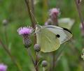 Pieris_brassicae_pa6250020