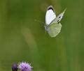 Pieris_brassicae_pa6250129