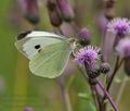 Pieris_brassicae_pa6250181