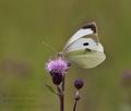 Pieris_brassicae_pa6250183