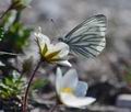 Pieris bryoniae ka2952