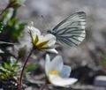 Pieris bryoniae ka2952