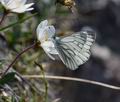 Pieris bryoniae ka2957