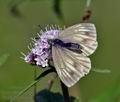 Pieris bryoniae ka3087