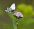 Pieris bryoniae ka3094