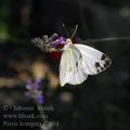 Pieris_krueperi_e2034