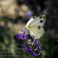 Pieris_krueperi_e2038