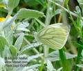 Pieris_napi_f0035