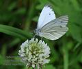 Pieris_napi_ff6718