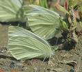 Pieris_rapae_ab9254