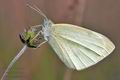 Pieris_rapae_cf9563s