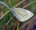 Pieris_rapae_hy5672