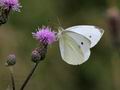 Pieris_rapae_pa6250104