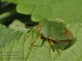 Piezodorus_lituratus_a719