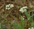 Pimpinella_saxifraga_a4800