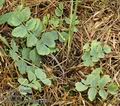 Pimpinella_saxifraga_a4804