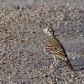 Pinarocorys_nigricans_bb7029