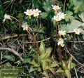 Pinguicula_alpina_4905