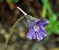 Pinguicula_grandiflora_bh0427