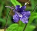 Pinguicula_grandiflora_bh0436