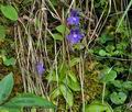 Pinguicula_grandiflora_bh0439