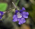 Pinguicula_grandiflora_bh0444