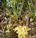 Pinguicula_vulgaris_4906