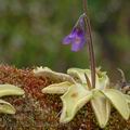 Pinguicula_vulgaris_dd3197