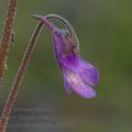 Pinguicula_vulgaris_dd3201