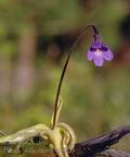 Pinguicula_vulgaris_dd3229