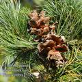 Pinus_cembra_e5787