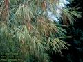 Pinus_sabiniana_6532