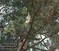 Pinus_strobus_aa4778
