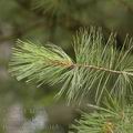 Pinus_strobus_af6165