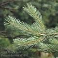 Pinus_sylvestris_af3146