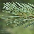 Pinus_sylvestris_af3152