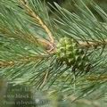 Pinus_sylvestris_af3157