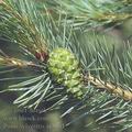 Pinus_sylvestris_af3164