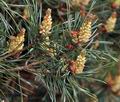 Pinus_sylvestris_bf8899