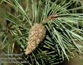 Pinus_sylvestris_da0623